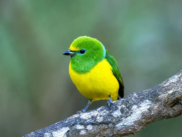 Klorofoni siyanea adında güzel bir mavi peçeteli klorofoni bir dala oturur ve etrafa bakar. Branquilla, Kolombiya