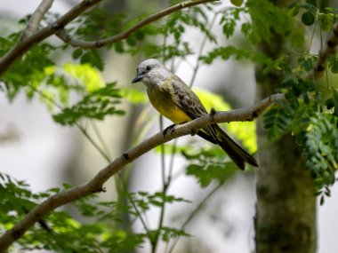 Tropik Kingbird, Tyrannus melankolikus, bir dala oturur ve Kolombiya 'nın çevresini gözlemler.