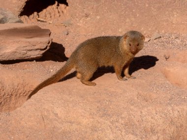 Cüce firavun faresi, Helogale parvula, kumda koşar ve yakınlarda yiyecek arar.
