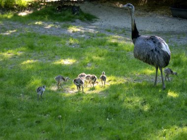 Amerikalı bir erkek, Rhea americana, yiyecek için gençlere önderlik eder.