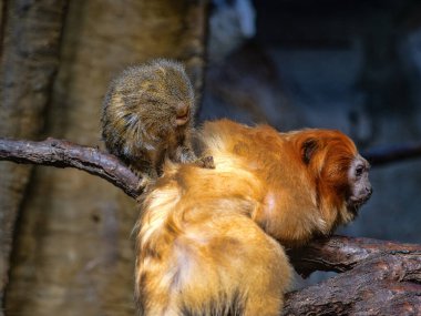 Altın aslan tamarin, Leontopithecus rosa. Tımar) primat davranışının en çarpıcı belirtilerinden biridir. Hijyenik fonksiyona ek olarak, aynı zamanda önemli bir sosyal işlevi de vardır, karşılıklı bakım, ilişkilerde güçlenmeye yardımcı olur.