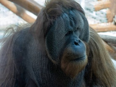 Yetişkin bir erkeğin portresi Sumatra Orangutanı, Pongo abelii,