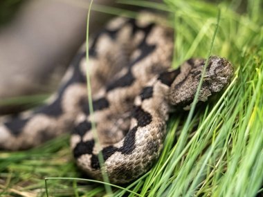 Boynuzlu yılan, Vipera ammoditleri, çimenlerde saklanır.