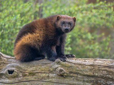 Wolverine, Gulo Gulo, bir sandığa oturur ve çevreyi izler.