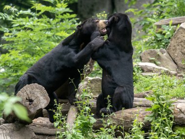 Bir çift Malezya güneşi, Helarctos Malayanus, kur yaparken
