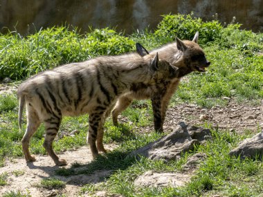 Bir çift çizgili sırtlan, Hyaena Hyaena Sultana birlikte durup avlarını arıyorlar.