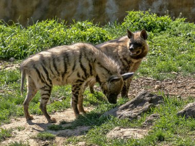 Bir çift çizgili sırtlan, Hyaena Hyaena Sultana birlikte durup avlarını arıyorlar.