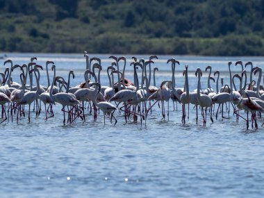 Rosy Flamingo, Arnavutluk 'un büyük körfezinde yiyecek arıyor