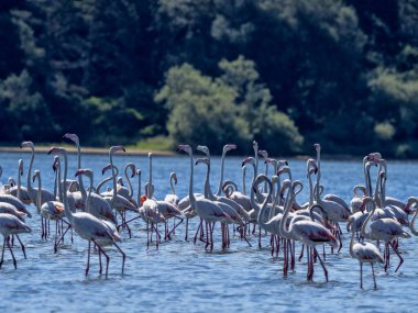 Rosy Flamingo, Arnavutluk 'un büyük körfezinde yiyecek arıyor