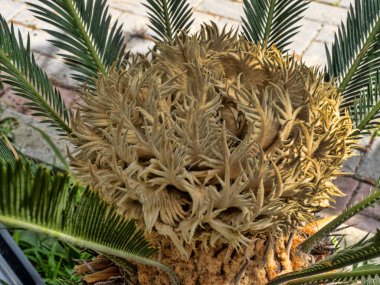 Arnavutluk 'ta güzel bir dişi bisiklet çiçeği