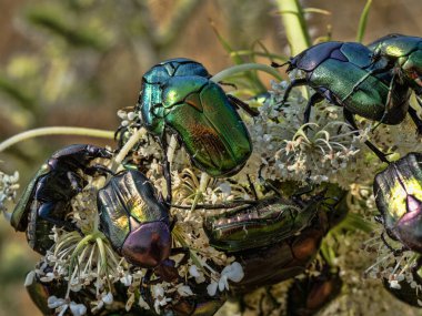 Goldilocks çiçeklerle çok sayıda beslenir. Kuzey Yunanistan