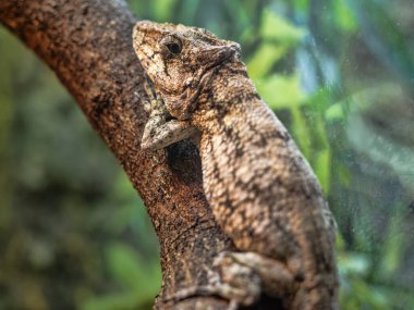 Batı Sakallı Anole, Chameleolis Barbatus, bir dala dayanır ve çevreyi gözlemler..