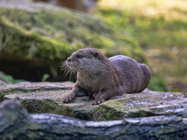 Oriental small-clawed otter Amblonyx cinerea lies on the shore and looks out. clipart