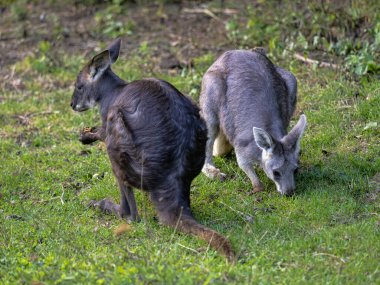 Two Common wallaroos, Macropus r. robustus, grazing on green grass. clipart