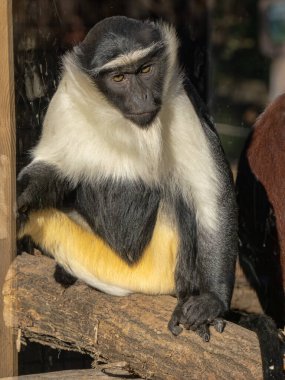 Roloway Monkey, Cercopithecus roloway, bir sandığa oturur ve çevreyi izler.