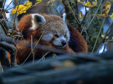 Kırmızı panda, Ailurus fulgens, bir dala uzanıyor ve uyuyor