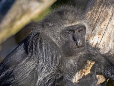 Bulanık Tanzanya Siyah-Beyaz Colobus, Colobus Angolensis Palliatus Portresi