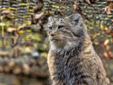 Dişi bir Pallas kedisi olan Otocolobus manul, çevreyi gözlemler.