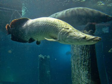 Arapaima gigas Amazon 'da yaşayan en büyük tatlı su balıklarından biridir.