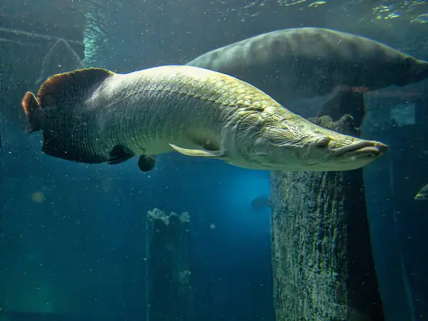 Arapaima gigas Amazon 'da yaşayan en büyük tatlı su balıklarından biridir.