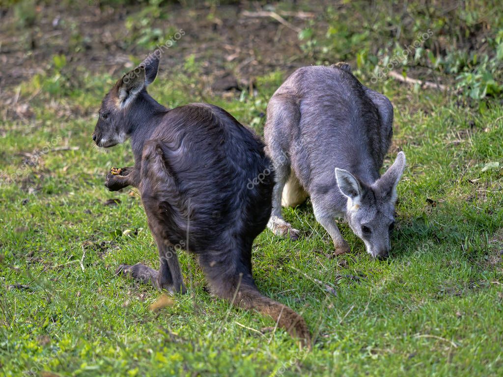 jirousek.zoo-foto.cz