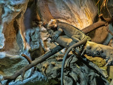 Daha az Antilli Iguana, Iguana narsima, dallarda yatar ve çevreyi gözlemler..