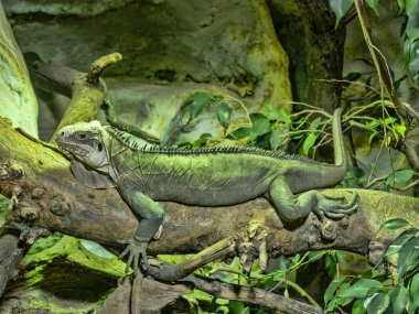 Küçük Antiller İguanası, İguana özentisi, dalların arasında dinleniyor.