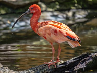 Kızıl Ibis, Eudocimus Ruber, suyun üzerinde bir dalda duruyor, yiyecek arıyor..