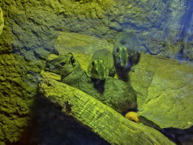 Kaya mağarası grubu, Kerodon rupestrileri bir kayanın üzerinde oturuyor.