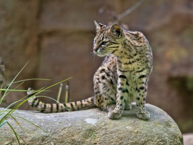 Geoffroy 'un kedisi, Leopardus Geoffroyi, bir kayanın üzerinde dinleniyor ve çevreyi gözlemliyor.