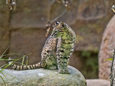 Geoffroy 'un kedisi, Leopardus Geoffroyi, bir kayanın üzerinde dinleniyor ve çevreyi gözlemliyor.