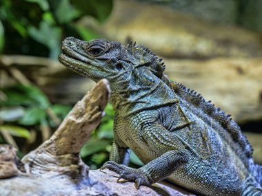 Amboina Yelkenli Finli Kertenkele, Hydrosaurus amboinensis, suyun üzerindeki kütüğün üzerinde ağzı hafifçe açık bir şekilde dinleniyor.