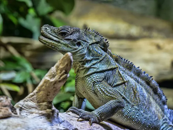 Amboina Yelkenli Finli Kertenkele, Hydrosaurus amboinensis, suyun üzerindeki kütüğün üzerinde ağzı hafifçe açık bir şekilde dinleniyor.