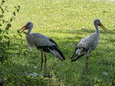 Brezilyalı. Pantanal, Crax fasciolata, Garund 'da dikilip etrafa bakınıyorlar..