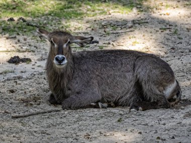 Brezilyalı. Pantanal, Crax fasciolata, Garund 'da dikilip etrafa bakınıyorlar..