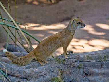 Snictis penisillata, genellikle Sarı firavun faresi olarak bilinir, Güney Afrika 'da yaşayan küçük, çevik bir etoburdur.. 