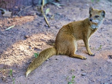 Snictis penisillata, genellikle Sarı firavun faresi olarak bilinir, Güney Afrika 'da yaşayan küçük, çevik bir etoburdur.. 