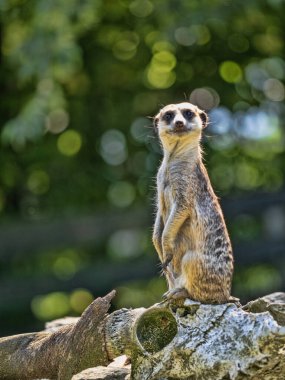 Suricata suricatta, genellikle mirket olarak bilinir, Güney Afrika 'nın çorak bölgelerinde yaşayan küçük, sosyal bir memelidir.. 