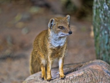 Snictis penisillata, genellikle Sarı firavun faresi olarak bilinir, Güney Afrika 'da yaşayan küçük, çevik bir etoburdur.. 