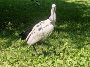 Platalea alba, Afrika kaşık gagası olarak da bilinen, Sahra altı Afrika ve Madagaskar 'da bulunan zarif ve ayırt edici bir kuş türüdür.. 