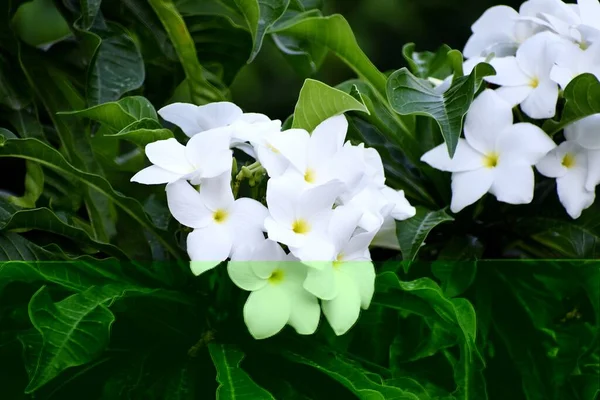 Snap Van Mooie Frisse Stelletje Witte Bloemen — Stockfoto