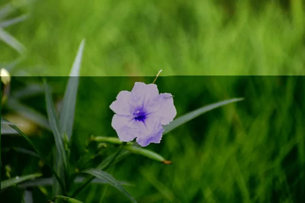 Schöner Schnappschuss Einer Einzelnen Blume — Stockfoto