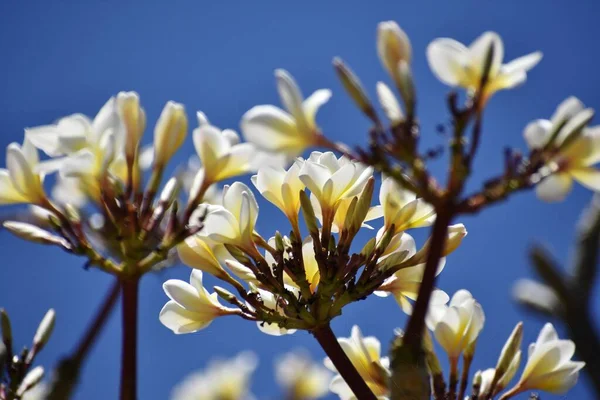 Ramo Flores Blancas Contra Cielo Azul —  Fotos de Stock