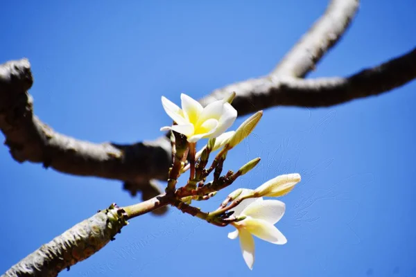 Bunch White Flowers Blue Sky — Stock Photo, Image
