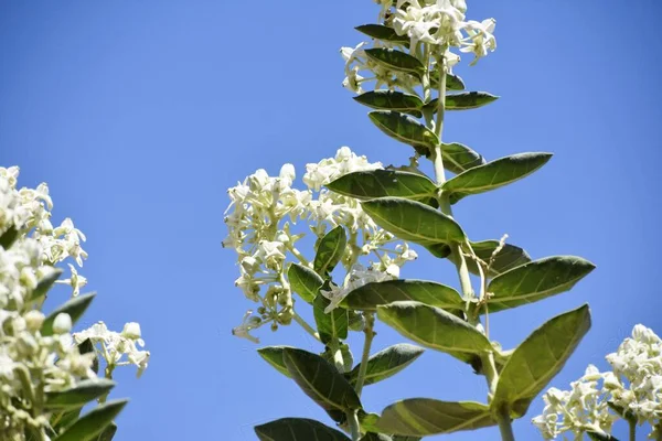 Bunch White Flowers — Stock Photo, Image