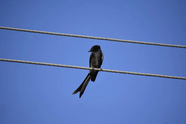 stock image A black Bird sitting on wire against blue sky