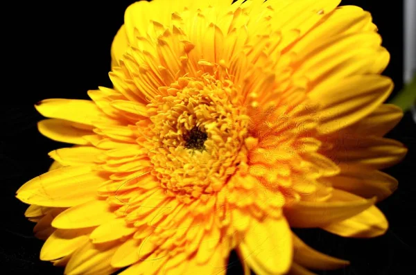Siyah Arkaplandaki Çiçeğin Şıklığı — Stok fotoğraf