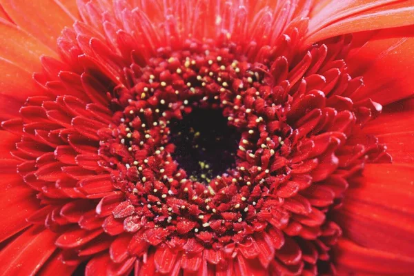Krásná Gerbera Květina Flóra Příroda — Stock fotografie