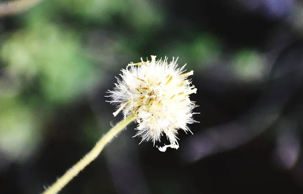 Schnappschuss Einer Weißen Blume — Stockfoto