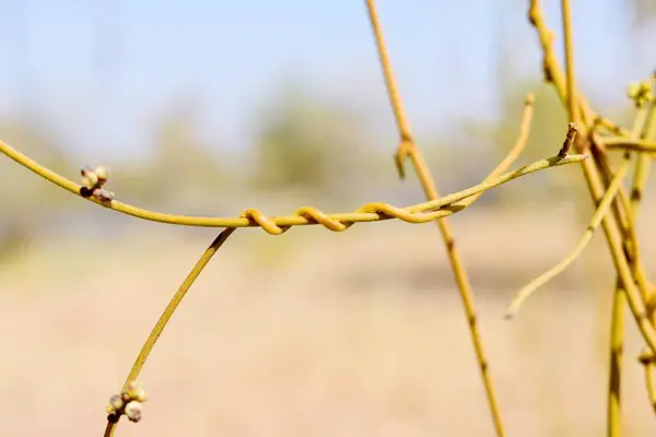 木の枝に有刺鉄線 — ストック写真